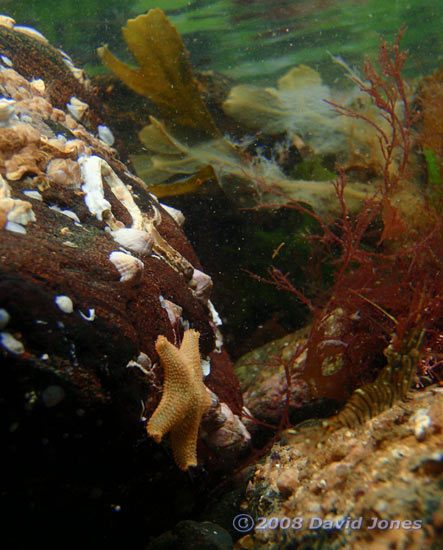 Cushion Star on rock off Porthallow