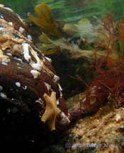 Cushion Star on rock off Porthallow