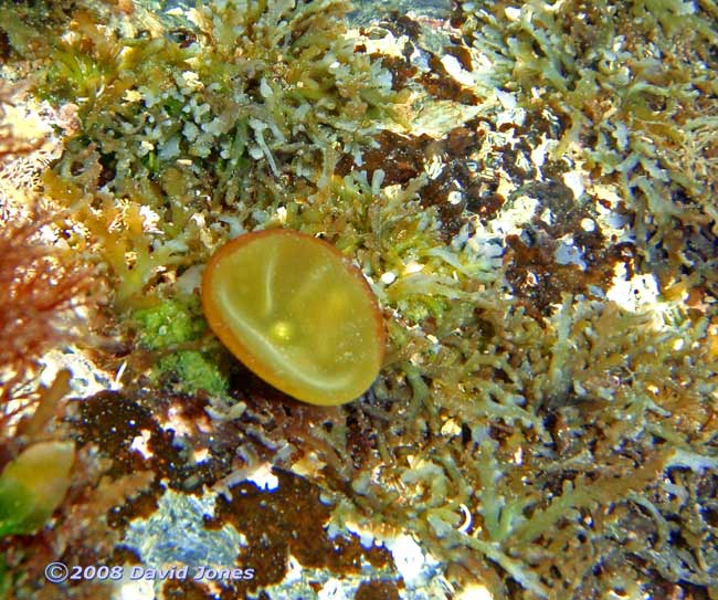 Green seaweed (unidentified) off Porthallow