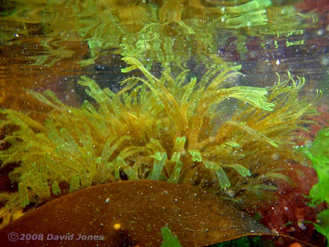 Green seaweed (Dictyota dichotoma?) off Porthallow