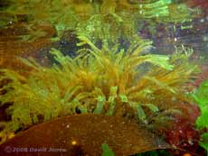 Green seaweed (Dictyota dichotoma?) off Porthallow