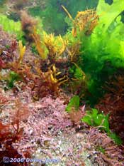 Knotted Wrack and Corallina officinalis off Porthallow