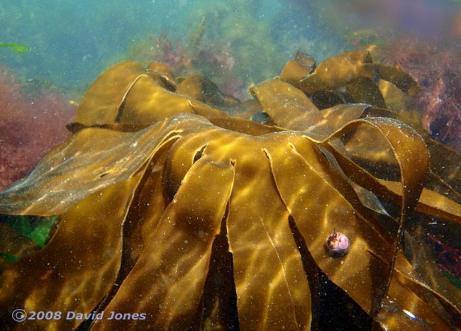 Laninaria seaweed off Porthallow