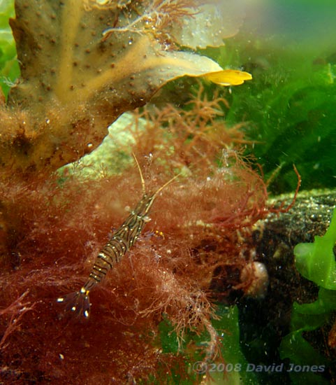 Prawn on red seaweed off Porthallow