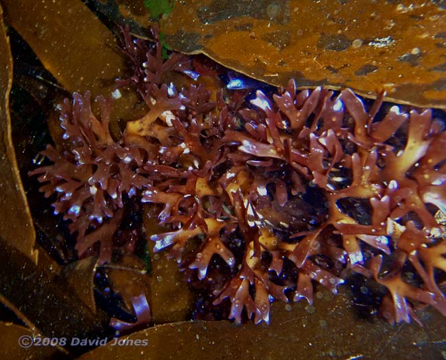 Red seaweed with blue irridescence off Porthallow