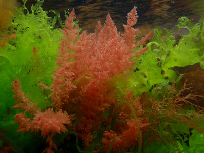 Feathery red seaweed off Porthallow - 1