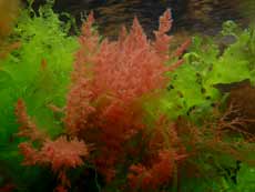 Feathery red seaweed off Porthallow