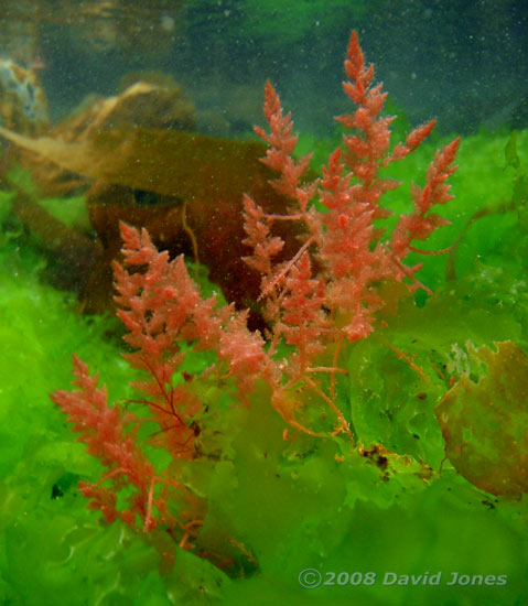 Feathery red seaweed off Porthallow - 2
