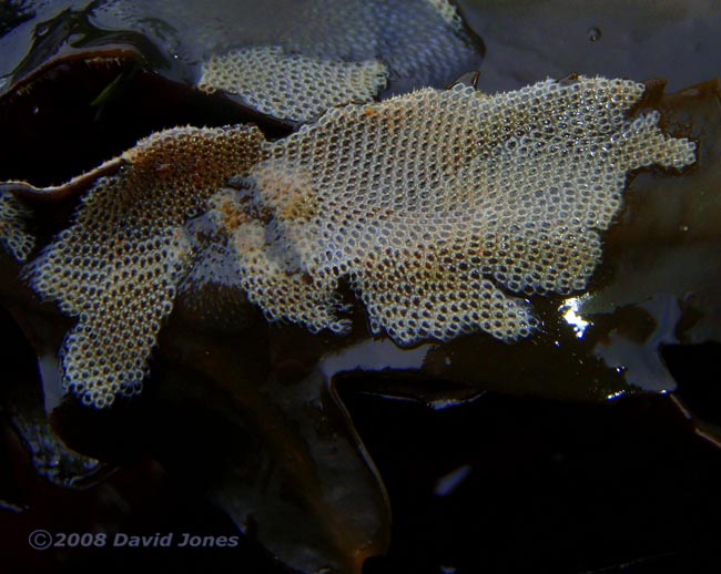 Bryozoan (similar to Sea Mat) on Serrated Wrack