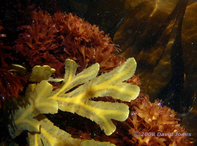 Serrated Wrack (Fucus serratus) off Porthallow - 2