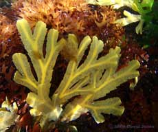 Serrated Wrack (Fucus serratus) off Porthallow