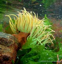 Snakelocks Anemone