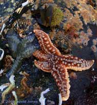 Starfish (poss. Marthasterias glacialis) and sea urchin on rock at Porthallow