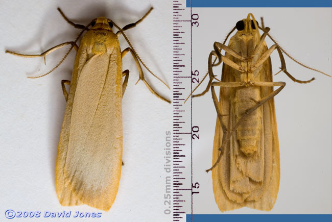 Buff Footman Moth (Eilema depressa) - dorsal and ventral views