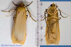 Buff Footman Moth (Eilema depressa)