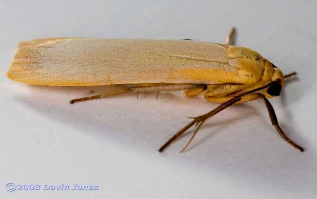 Buff Footman Moth (Eilema depressa) - side view