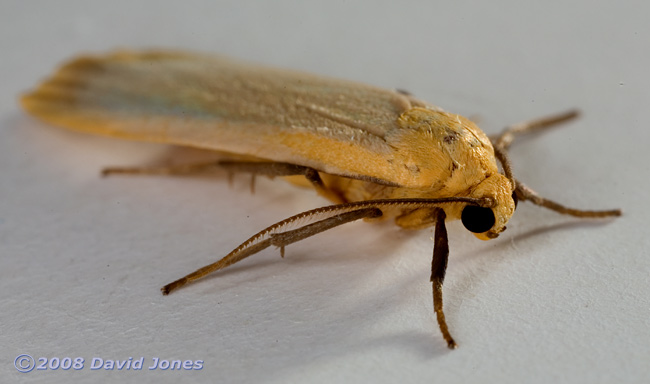 Buff Footman Moth (Eilema depressa) - oblique view