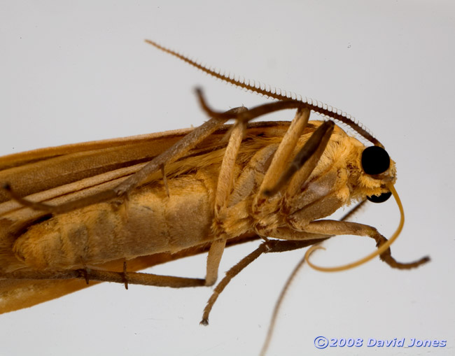 Buff Footman Moth (Eilema depressa) - underside, oblique view