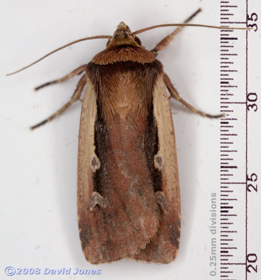 Flame Shoulder Moth (Ochropleura plecta) - dorsal view