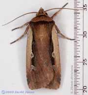 Flame Shoulder Moth (Ochropleura plecta)
