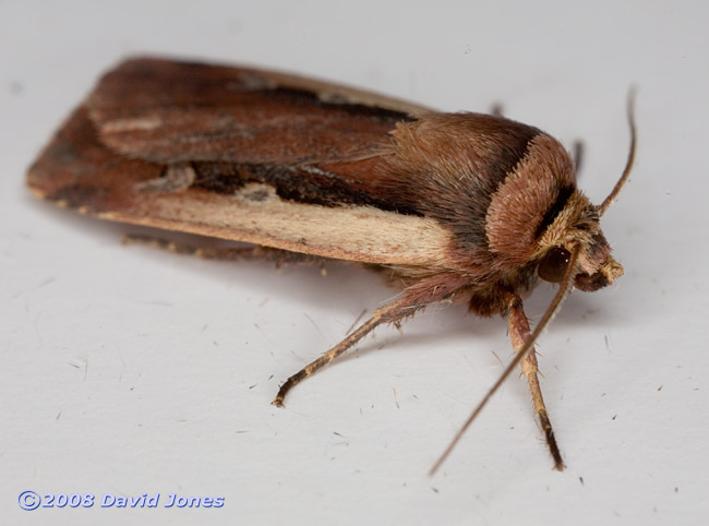 Flame Shoulder Moth (Ochropleura plecta) - oblique view