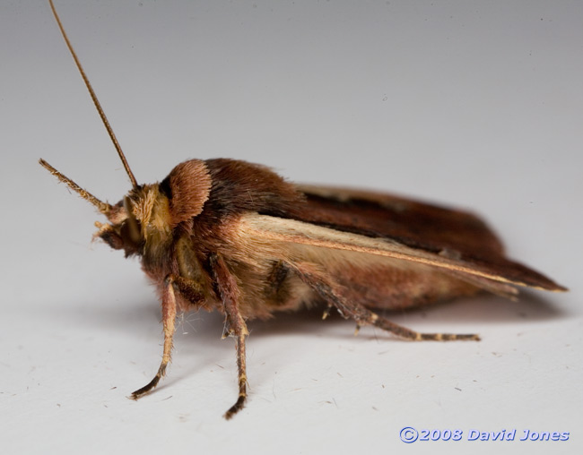 Flame Shoulder Moth (Ochropleura plecta) - side view