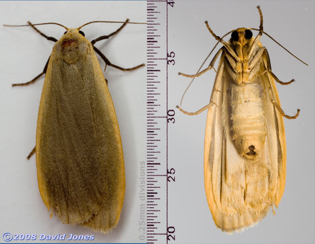Dingy Footman Moth (Eilema griseola) - dorsal and ventral views