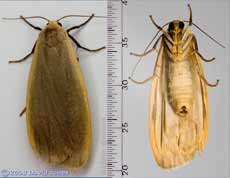 Dingy Footman Moth (Eilema griseola)