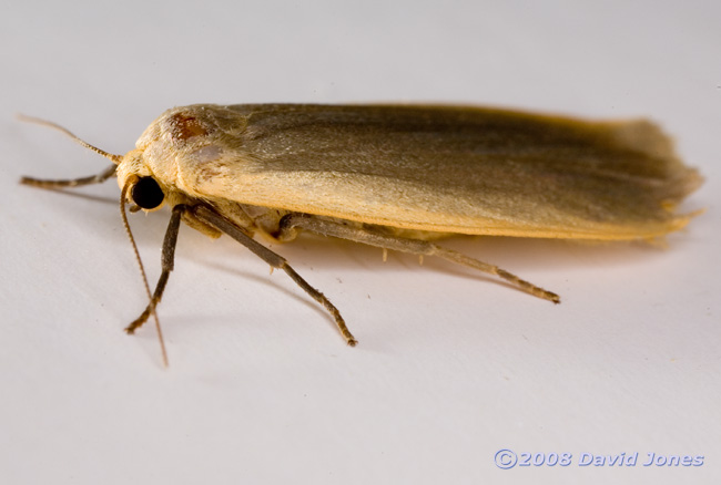 Dingy Footman Moth (Eilema griseola) - side view