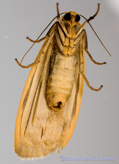 Dingy Footman Moth (Eilema griseola) - underside