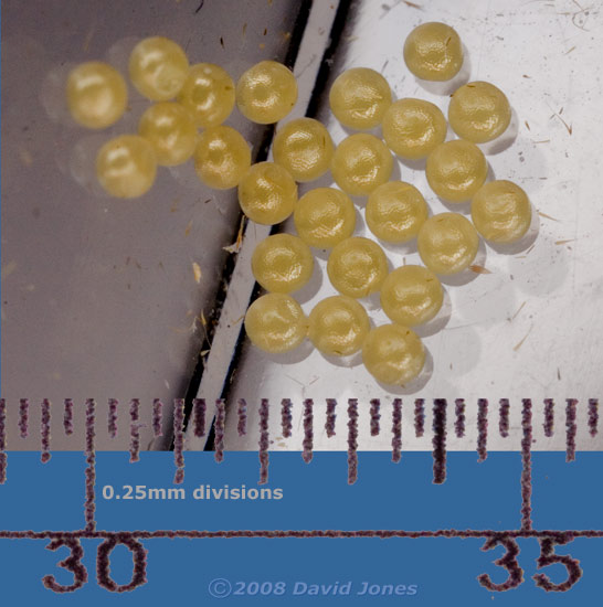 Dingy Footman Moth (Eilema griseola) eggs