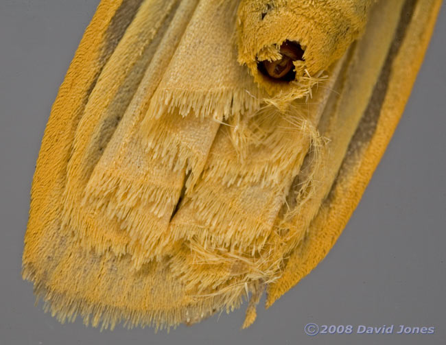 Dingy Footman Moth (Eilema griseola) female - rear of abdomen and pleated hind wings