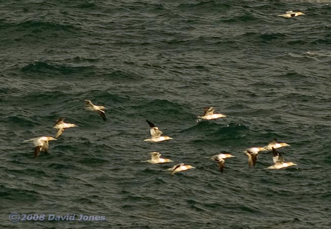 A flock of Gannets passes Lizard Point