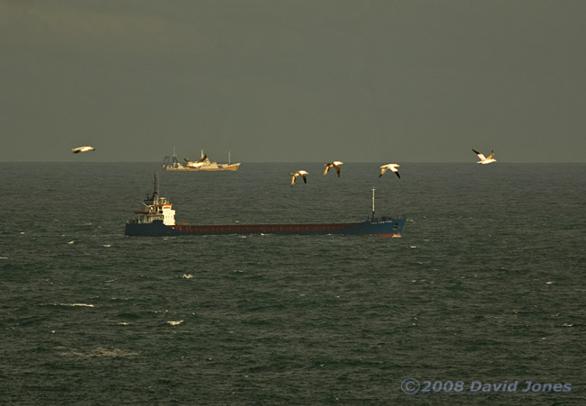 Ships, and a flock of Gannets off Lizard Point