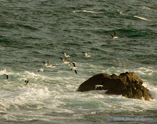 A flock of Gannets flies by the furthermost rock off Lizard Point