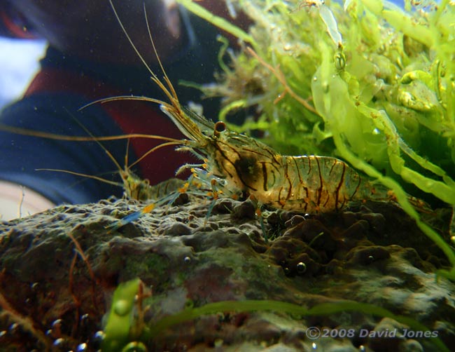 A prawn in a rockpool at Turwell Point - 1