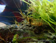 A prawn in a rockpool at Turwell Point