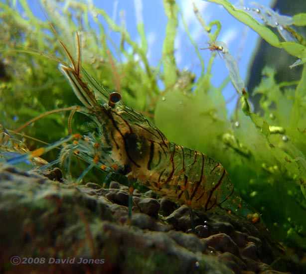 A prawn in a rockpool at Turwell Point - 2