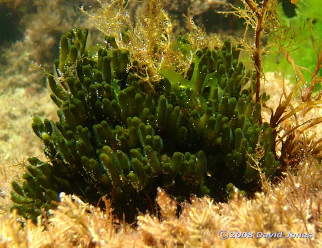 Green seaweed (unidentified) in a rockpool at Turwell Point