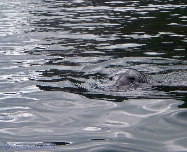 A Grey Seal inspects me
