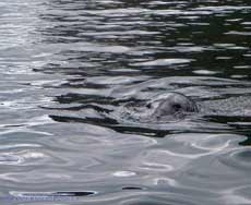 A Grey Seal inspects me