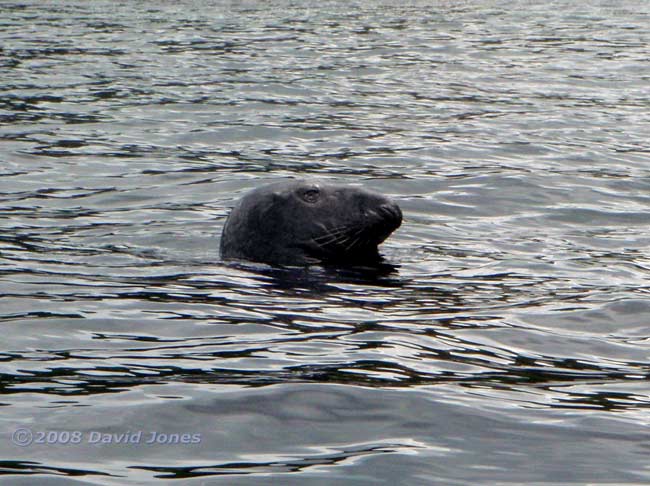 A Grey Seal looks around