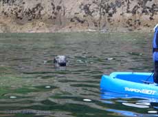 A Grey Seal appears behind a kayak