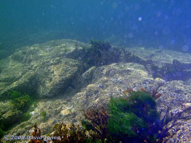 Underwater off Nellie's Cove, Porthallow