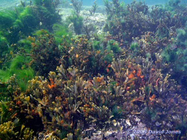 seaweed on underwater rocks off Nellie's Cove, Porthallow - 2