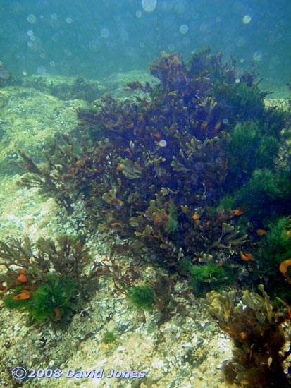 seaweed on underwater rocks off Nellie's Cove, Porthallow - 1