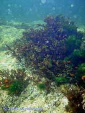 seaweed on underwater rocks off Nellie's Cove, Porthallow