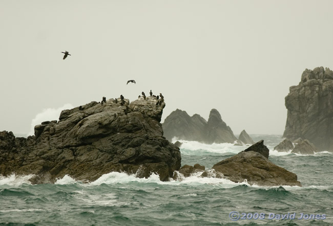 Cormorants on Shag Rock, off Lizard Point