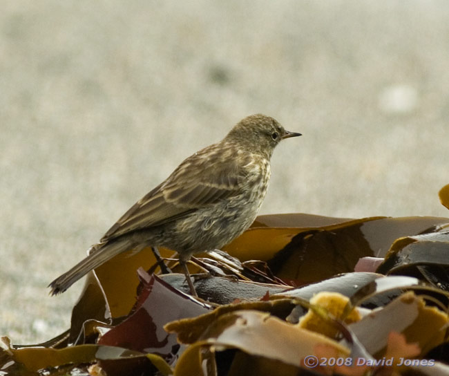 Rock Pipit in Polpeor Cove, Lizard Point - 3