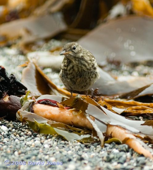 Rock Pipit in Polpeor Cove, Lizard Point - 2